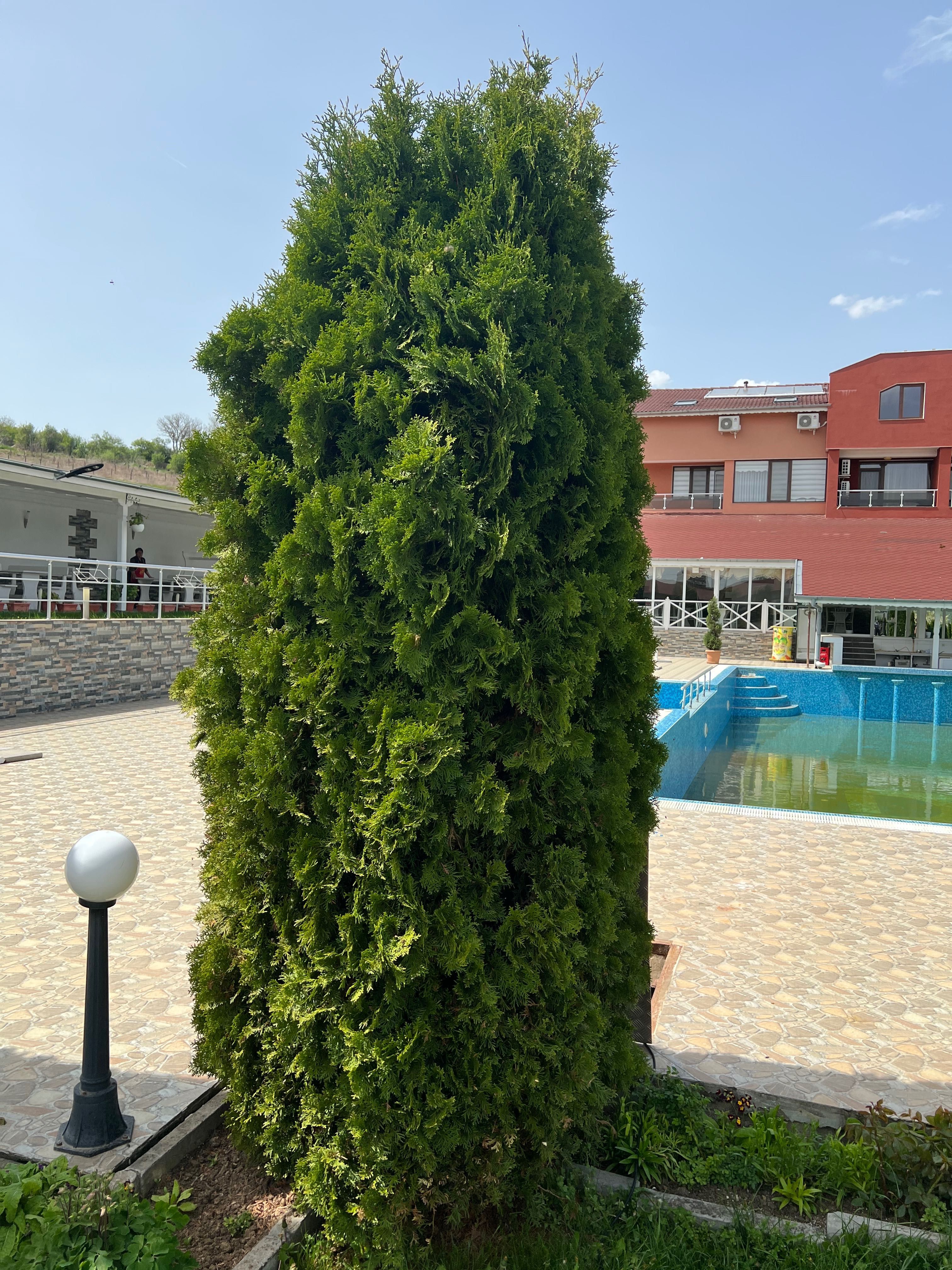 Туя Смарагд/ Thuja occidentails 3,5 метра