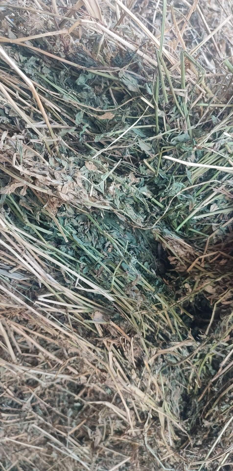 Ролонни бали люцерна