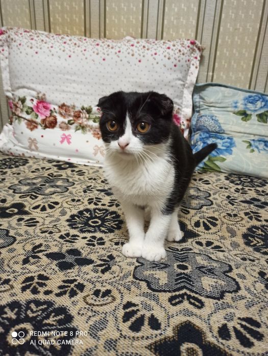 Срочно продаётся вислоухий котёнок.