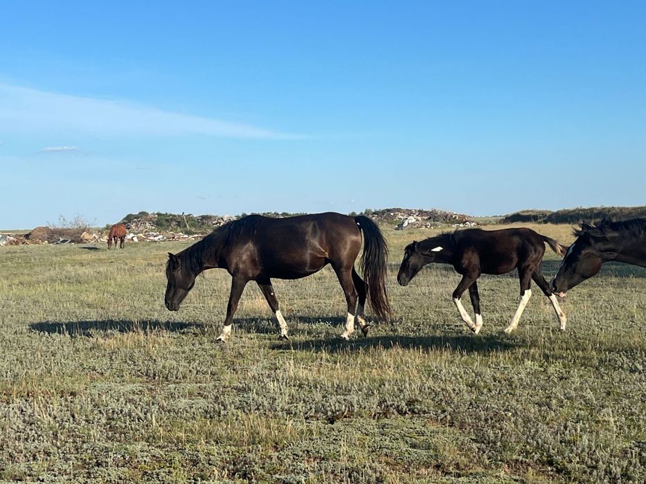 Продам кобылку с жеребенком