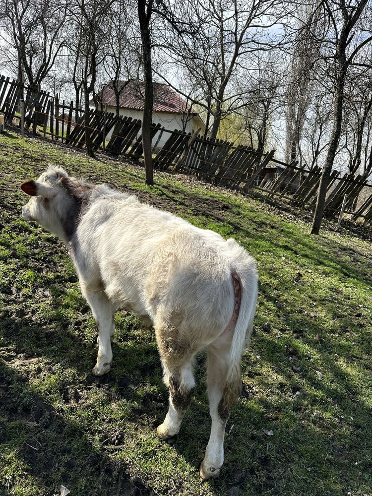 Vițel Belgian de montă