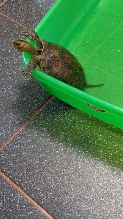 Donez broască țestoasă terestră