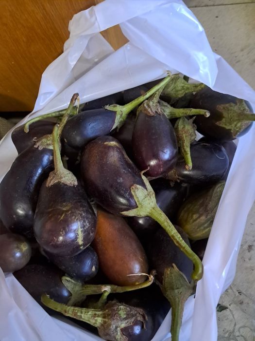 Продам свежие баклажаны перец   помидоры