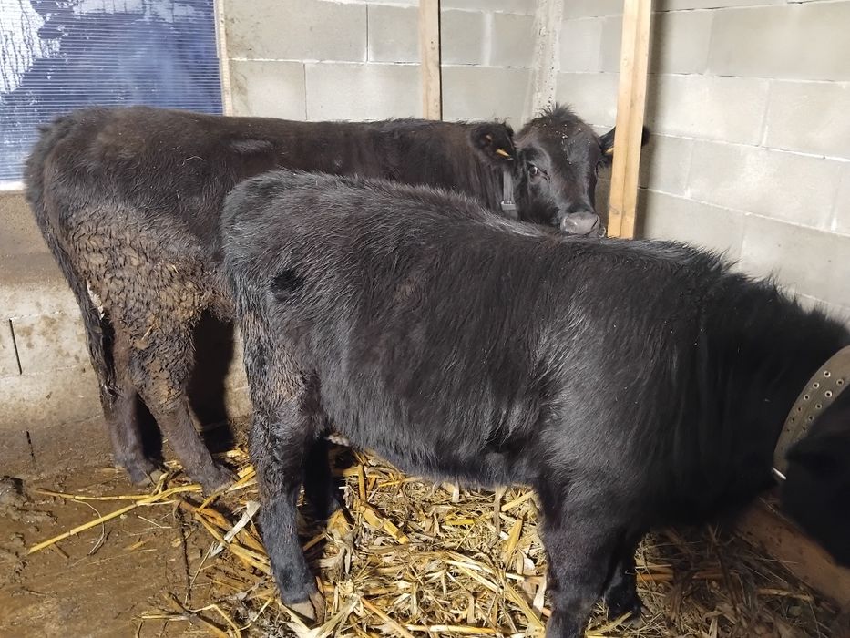 2 vitele angus disponibile