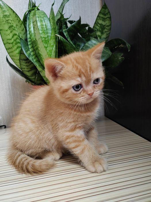 Шотландские Вислоухие Скоттиш Фолд и Скоттиш Страйд девочки.