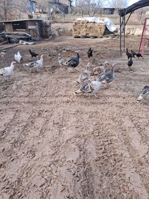 Индюктар тауыктар обмен койга ешкиге