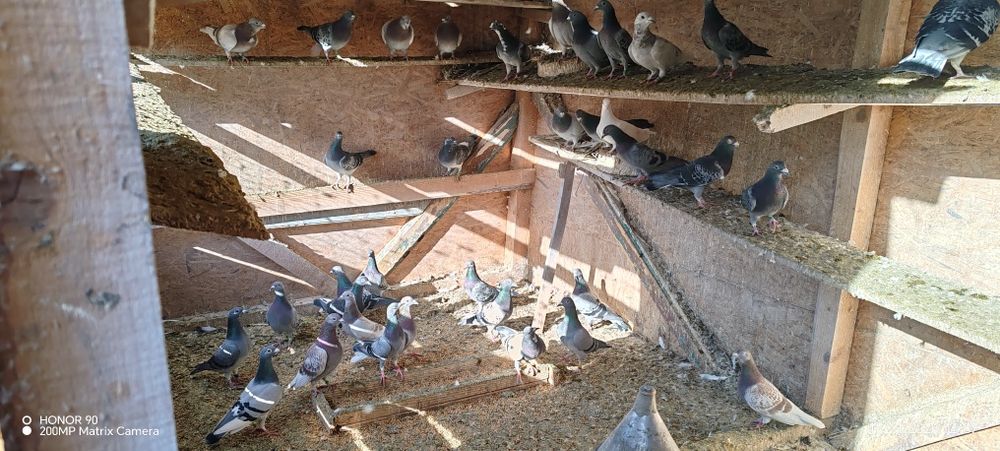 Porumbei voiajori de vanzare