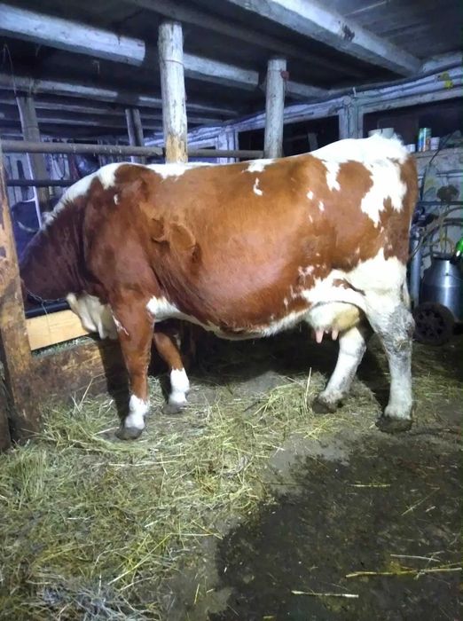 Vând vacă baltata româneasca