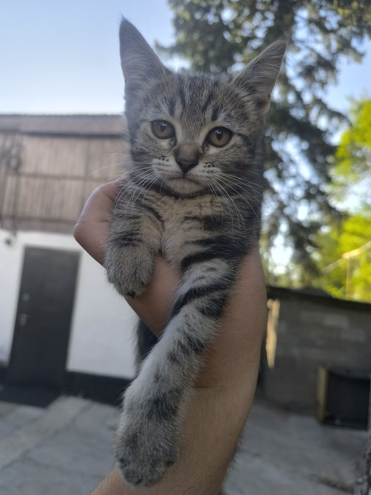 Продам кошку Девочка