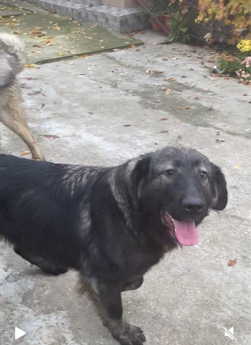 Femela ciobanesc carpatin