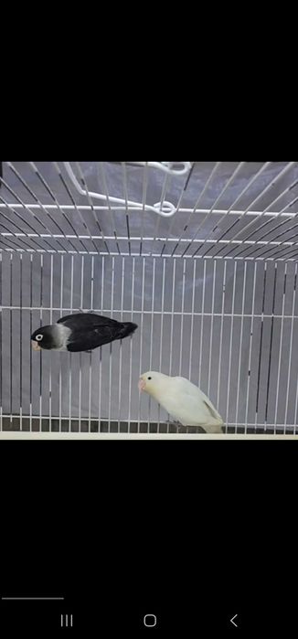 Nerazluchka Maska Lutina Paralar Неразлучники Маска Лутина Пари