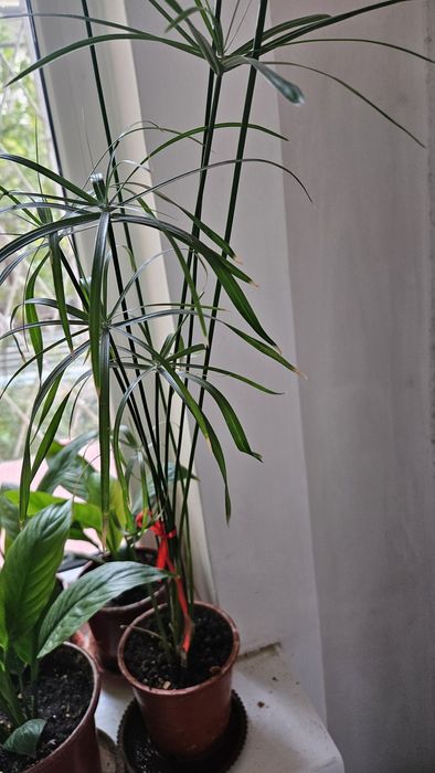 Растение вертолетик,бамбуковая пальма