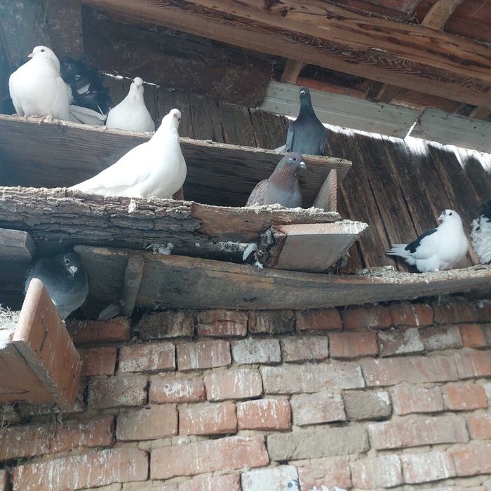 Porumbei de vânzare