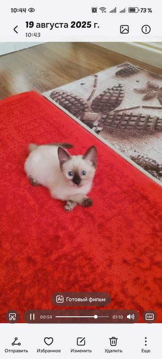 Сиамский котенок