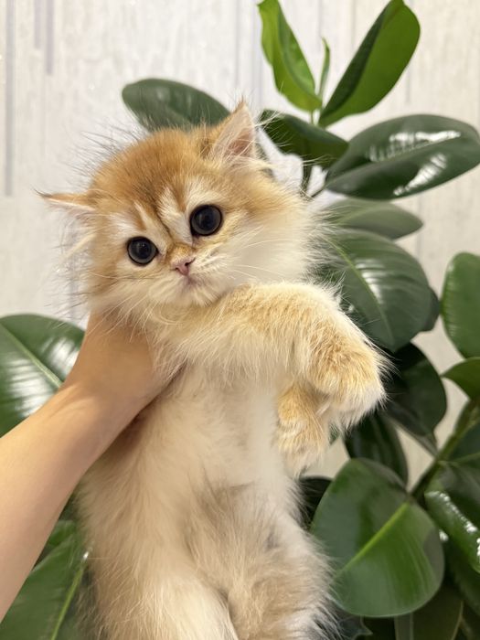 На продаже британская девочка