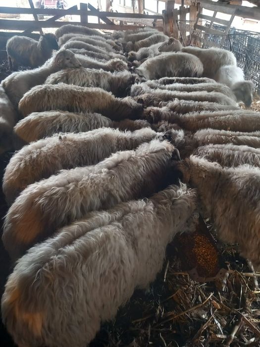Vând 36de  oi de ținut sau tăiat