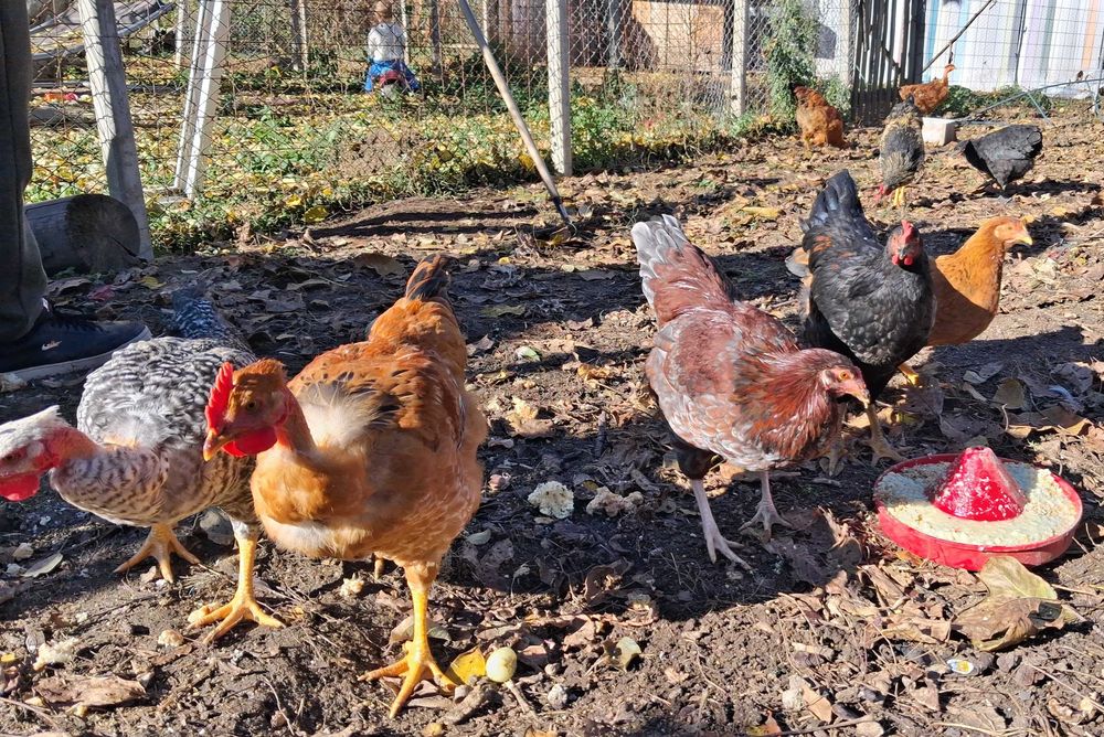 Puicute si cocosi tineri, de casa