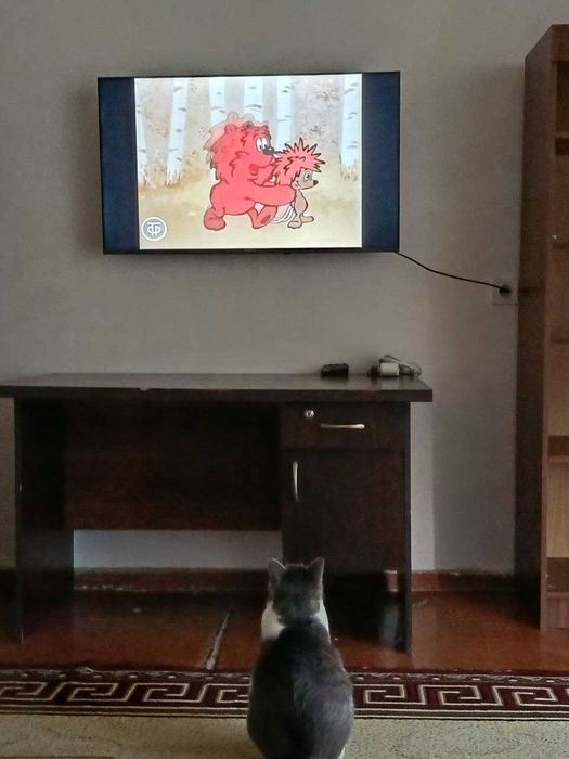 Отдам даром своего кота