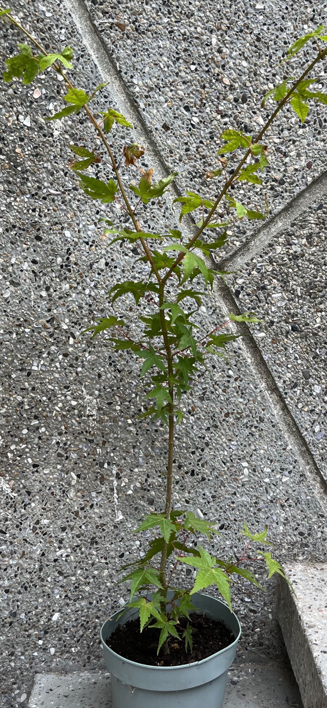 Японски клен Acer palmatum
