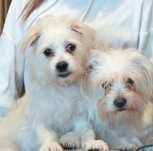 Doua catelușe bichon isi cauta o familie iubitoare