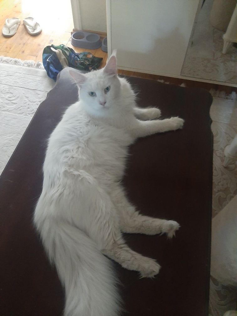 Meykun 2 yoshli qz bola