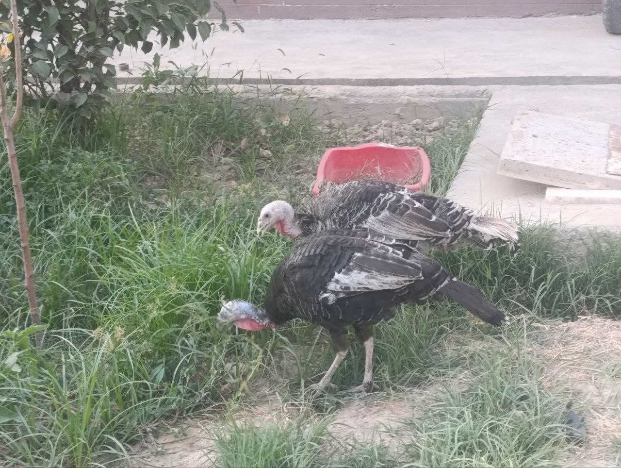Kurka sotamiza uyda qarab boqilgan