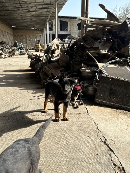 toza qonli nemiz afcharkasi sotiladi 3 oylik sogʻlom