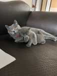 Pui pisica British Shorthair