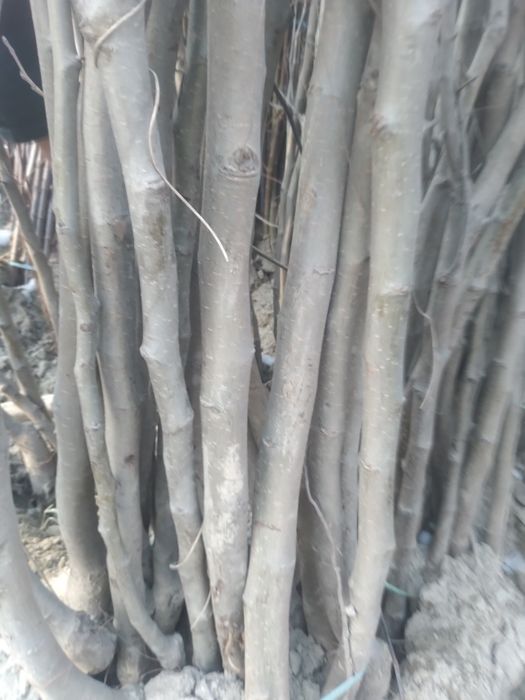 Мевали дарахтлар кучатлари