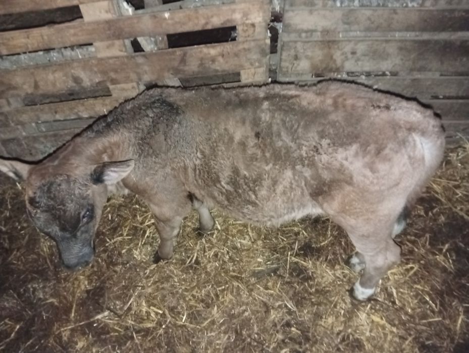 Vând trei vitei preț 1500 un vitel