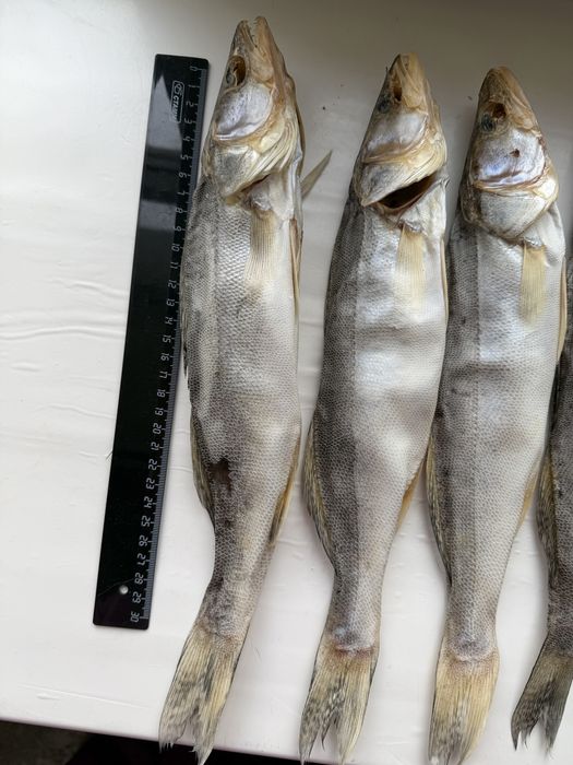 Вяленый судак этого года