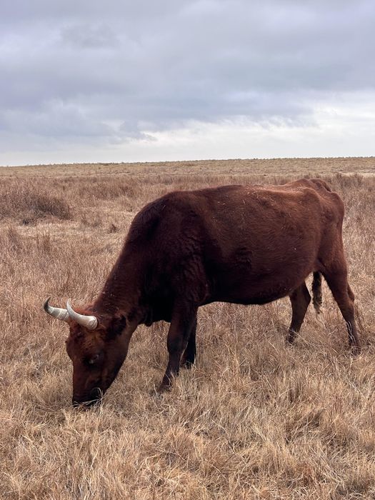 Сиыр малы сатылады.