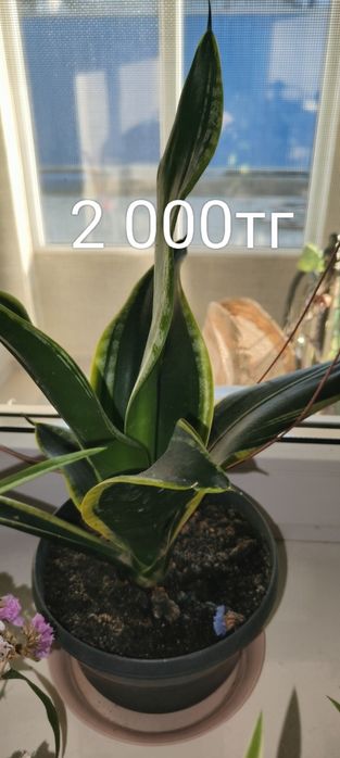 Продается цветы Сансевиерия (Щучий хвост