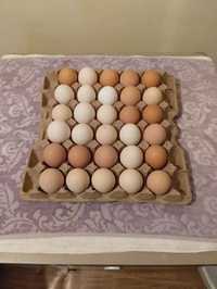 Домашние яйца 600 тенге 10 штук