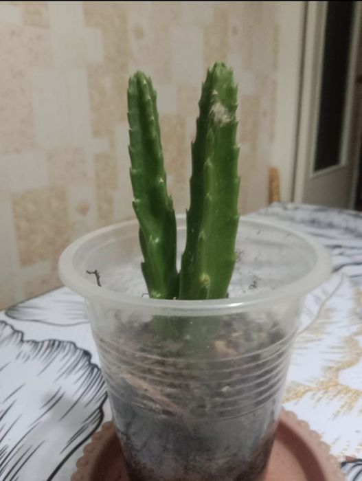 Продам укоренённый отросток цветка стапелии