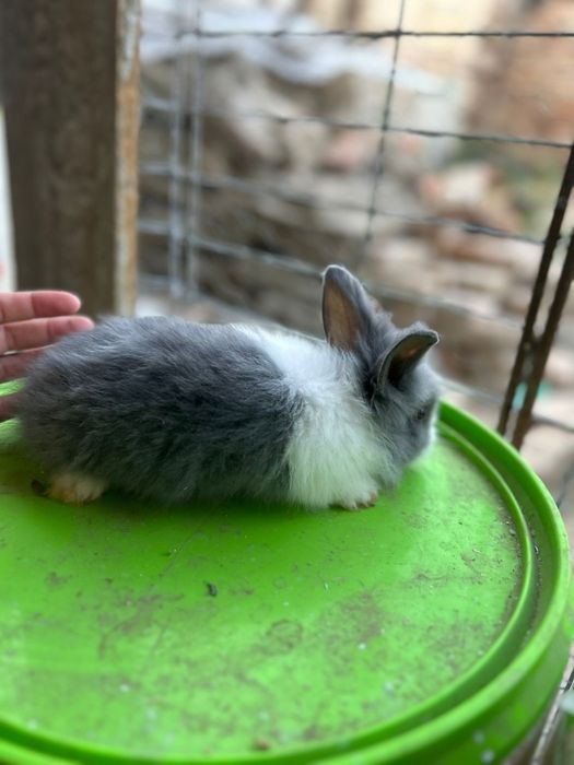 Vând iepuraș cât de leu pitici