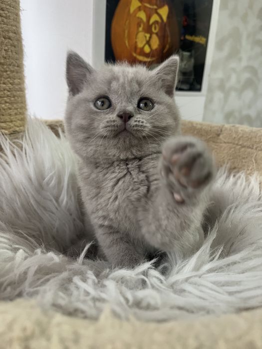 British shorthair lilac