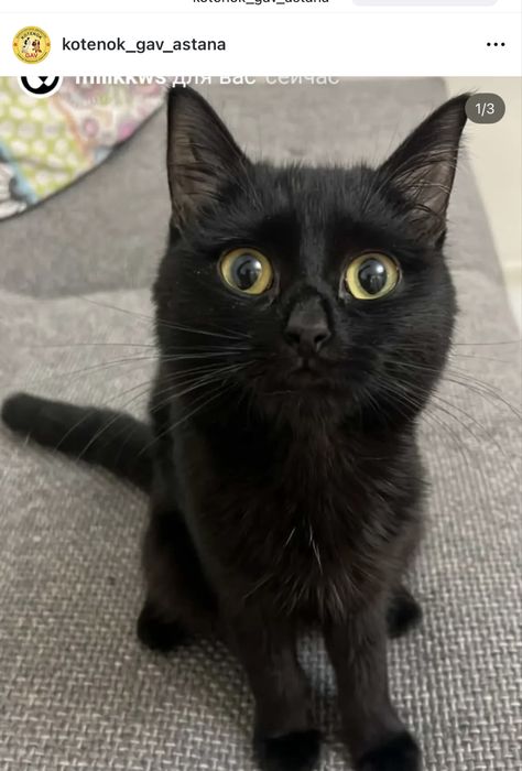 Кошечка ЧЕРНУШКА ищет семью. 7 месяцев. Стерилизована