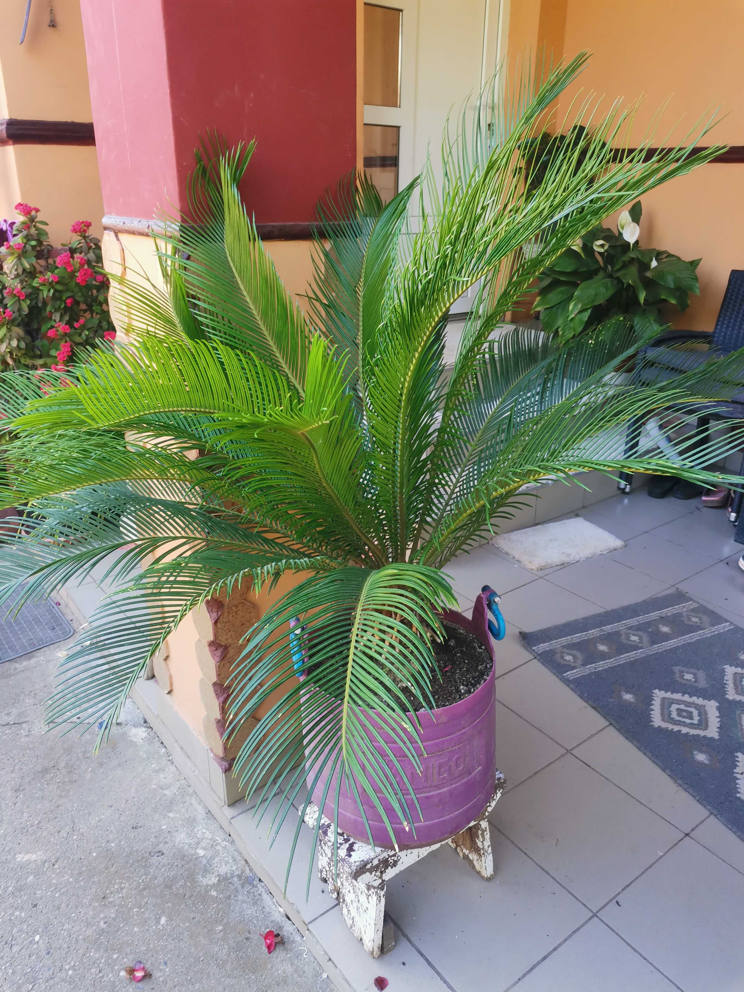Palmier Cycas Revoluta Japonez