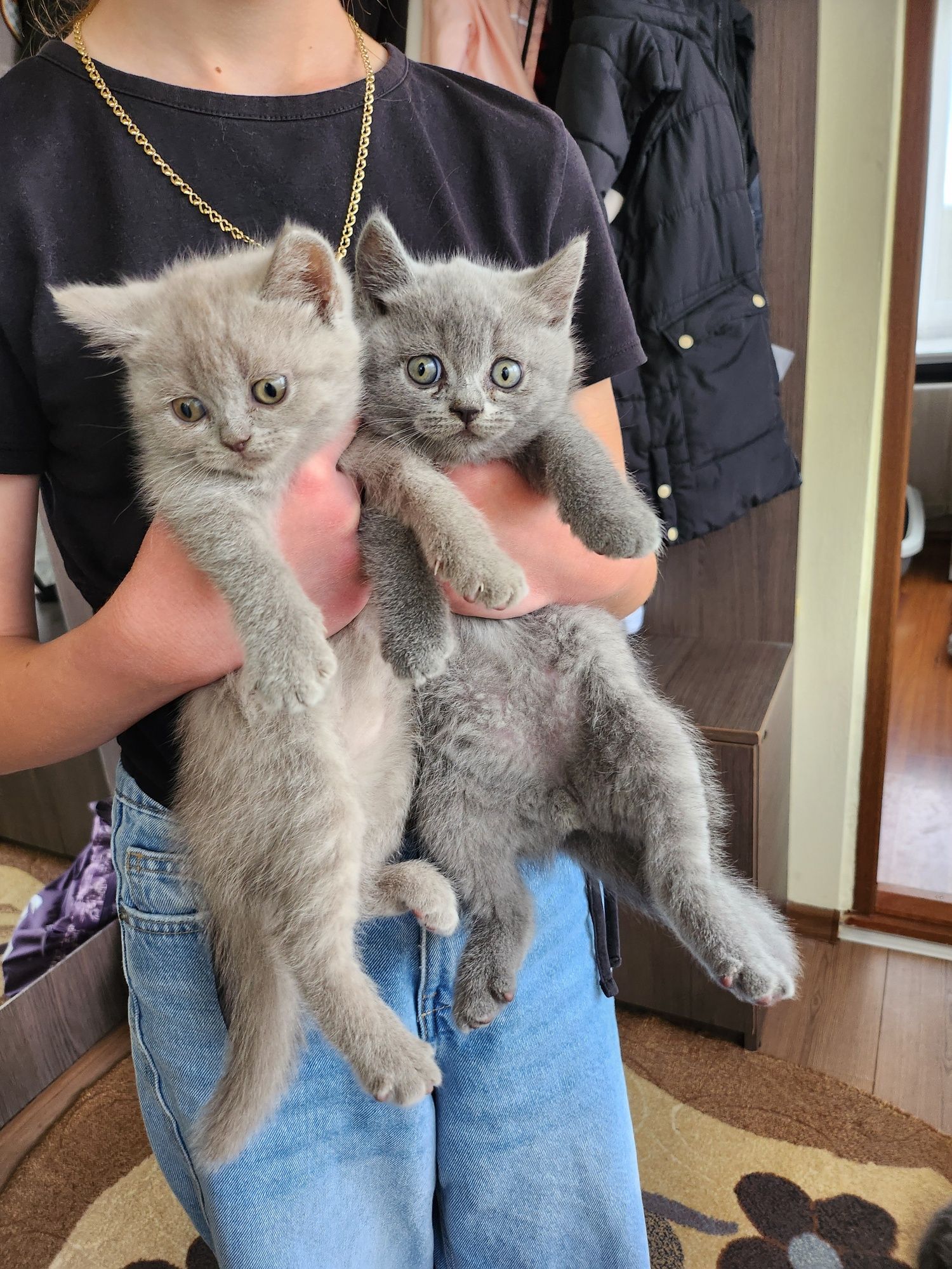 Pui British Shorthair