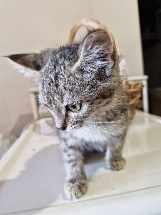 Отдам котят в хорошие руки