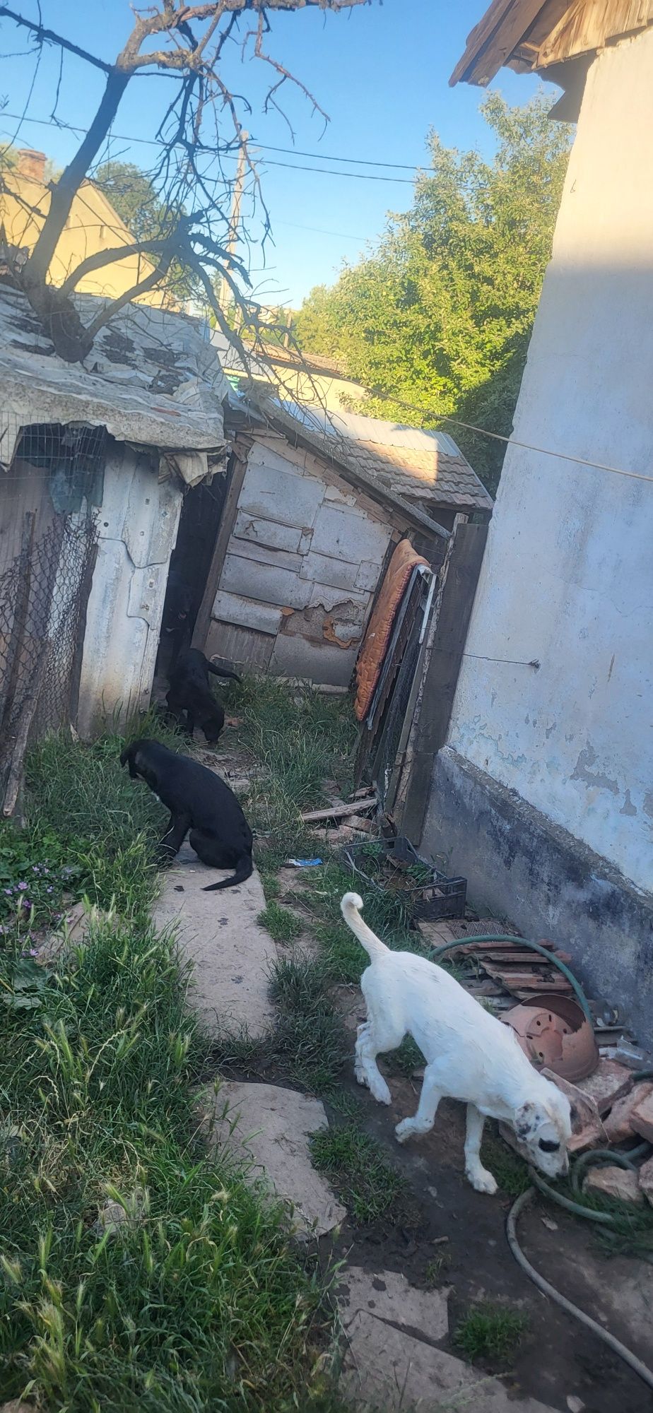Căței caini labrador