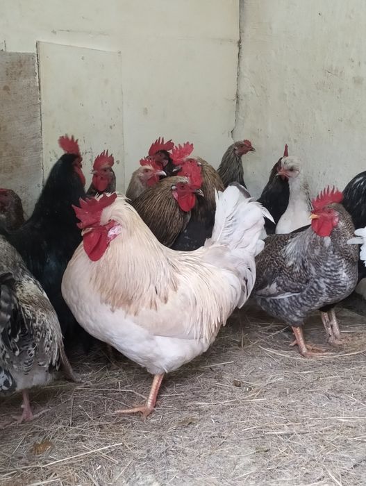 Продам молодых петухов