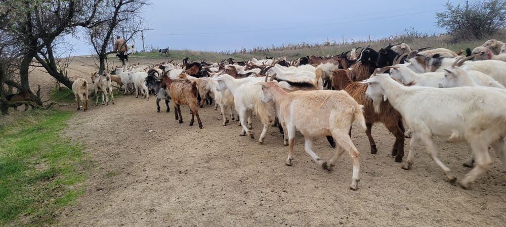 Vand capre la packet corcitura SANEN cu ALPIN 250 lei bucata