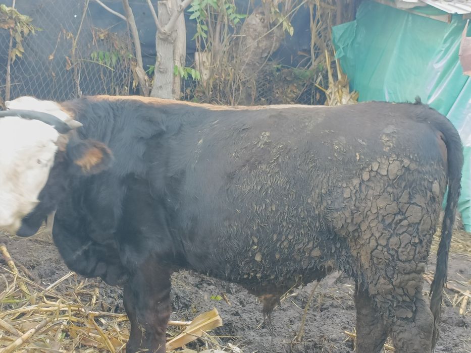 Taur  vanzare 7 luni