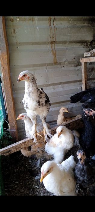 Брама жужалари сотилади