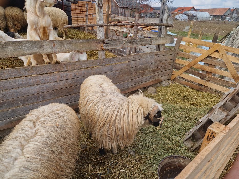 Berbeci Miori Breji de Hațeg