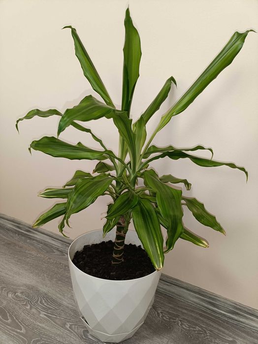 Trunchiul Fericirii 1m înalt