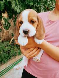 Beagle tricolor baiat si fata