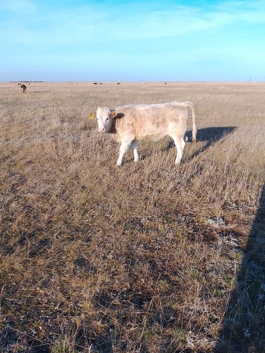 Продам подсосную телку.